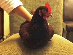 Arrabella the head chef's chicken and family pet